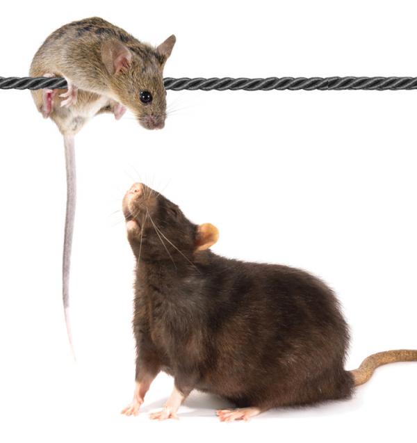 Mice and rats are high on the list of unwanted warehouse visitors.